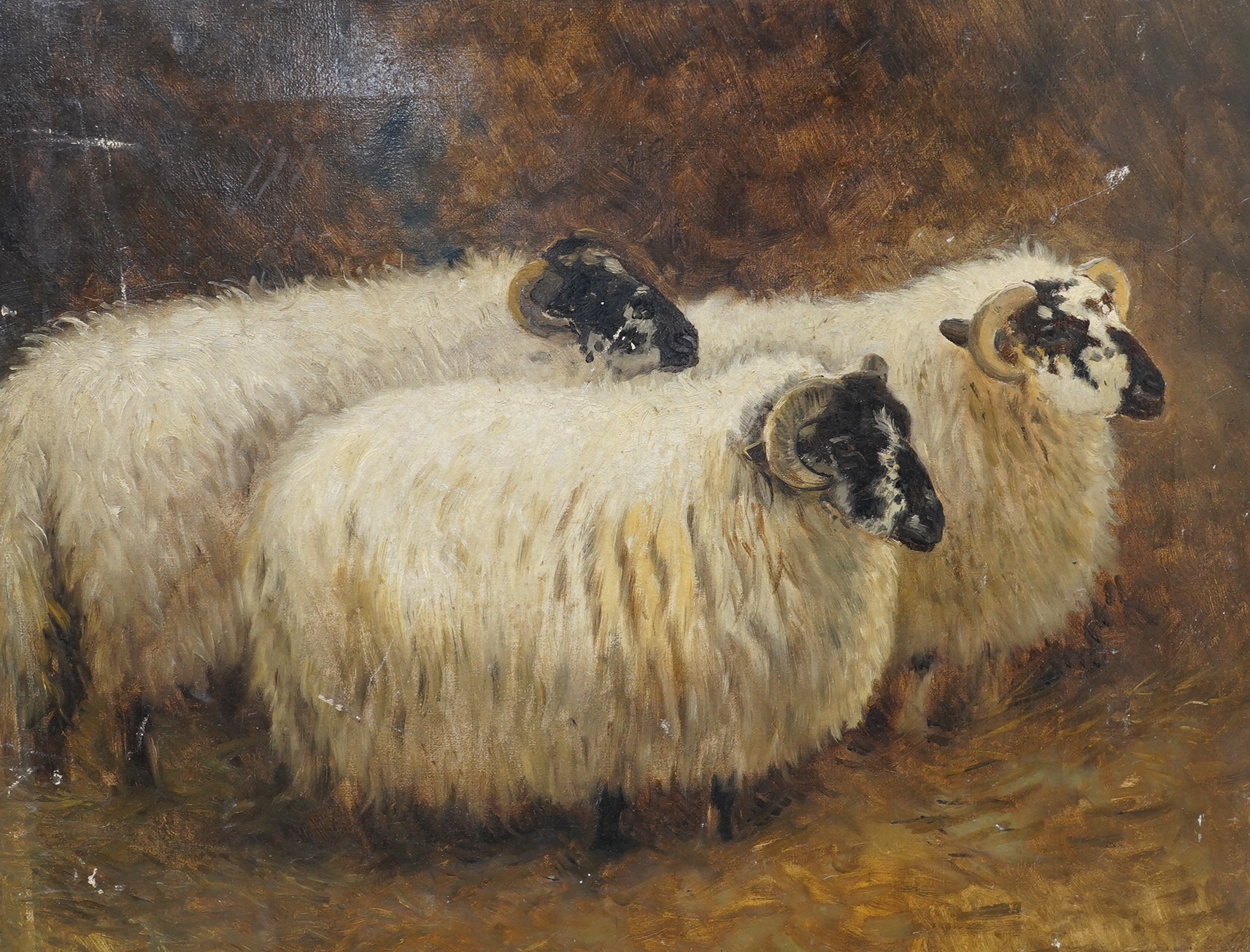 Late 19th / early 20th century oil on canvas, Study of three sheep, unsigned, 41 x 52cm, unframed. Condition - fair